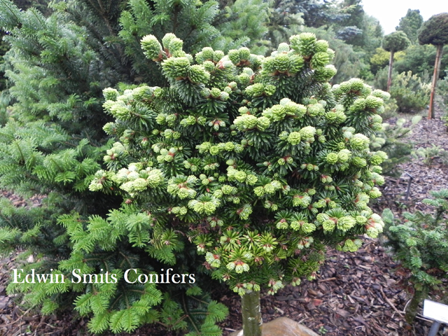 Abies balsamea f. hudsonia 'Jana'